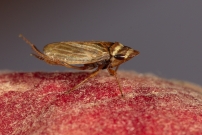 (Homoptre - Cicadellidae - Aphrodes sp.)